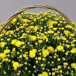 Chrysantheme Gelb Im Henkelkorb, Topf-Ø 19 Cm 9 Chrysantheme Gelb Im Henkelkorb, Topf-Ø 19 Cm -Gartenbedarf Verkäufe 1530200293 Chrysanthemum im Henkelkorb 19 21 gelb 2 126597