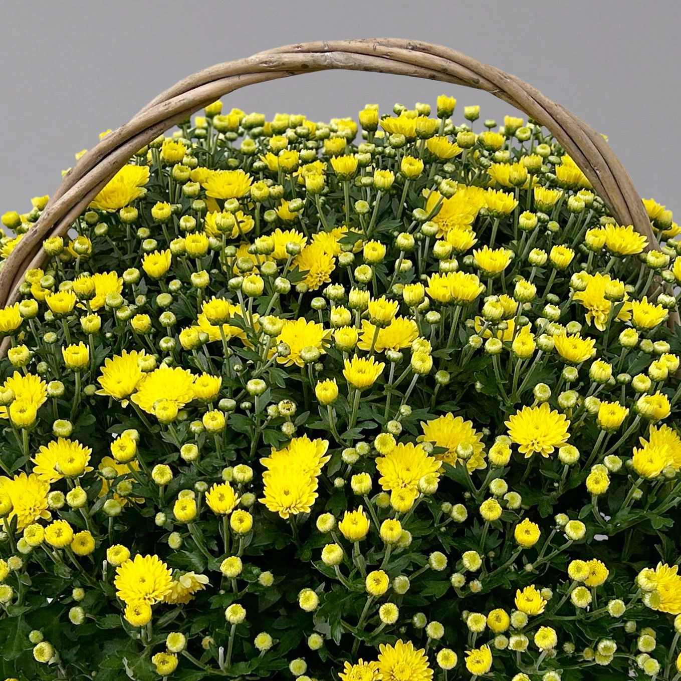 Chrysantheme Gelb Im Henkelkorb, Topf-Ø 19 Cm 3 Chrysantheme Gelb Im Henkelkorb, Topf-Ø 19 Cm – Bild 3