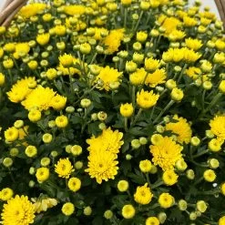 Chrysantheme Gelb Im Henkelkorb, Topf-Ø 19 Cm 10 Chrysantheme Gelb Im Henkelkorb, Topf-Ø 19 Cm -Gartenbedarf Verkäufe 1530200293 Chrysanthemum im Henkelkorb 19 21 gelb 1 126598