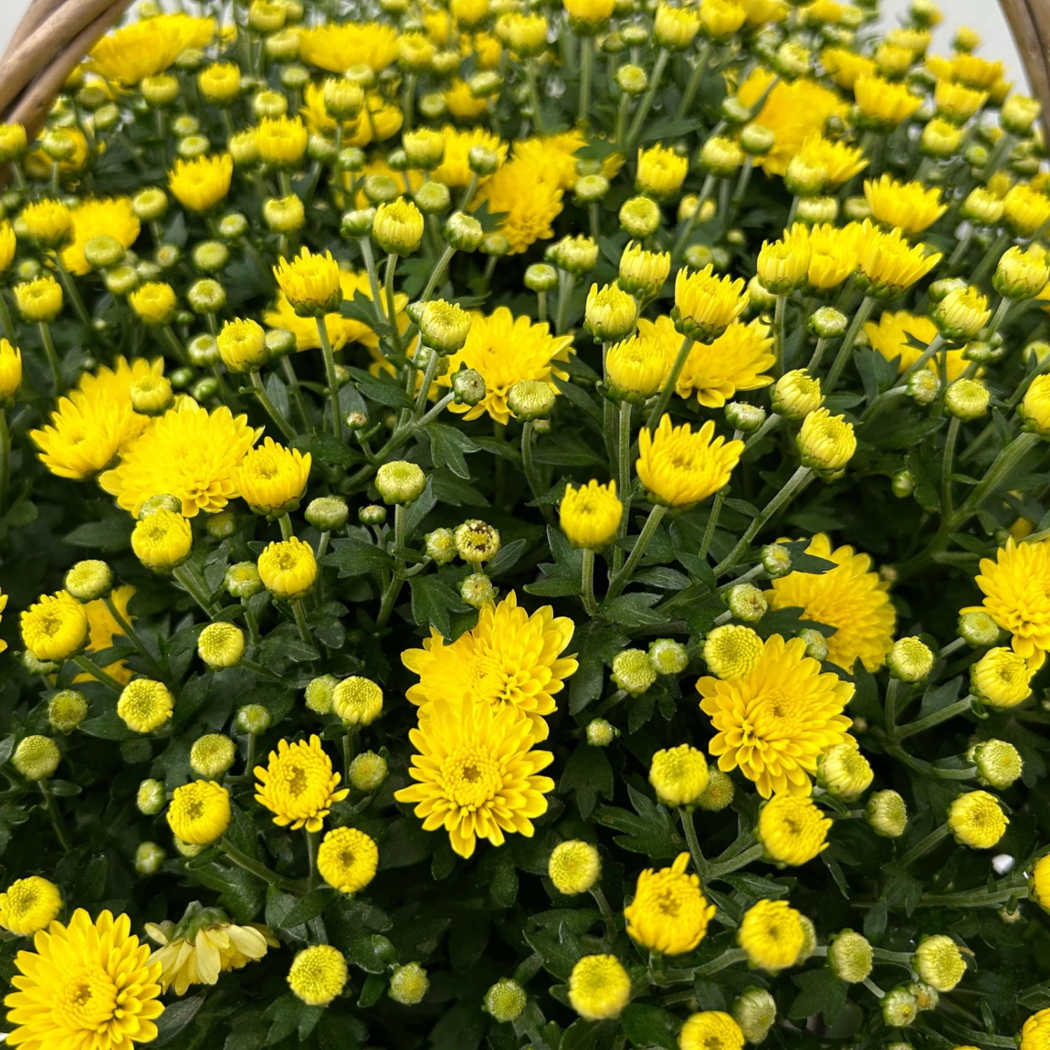 Chrysantheme Gelb Im Henkelkorb, Topf-Ø 19 Cm 4 Chrysantheme Gelb Im Henkelkorb, Topf-Ø 19 Cm – Bild 4