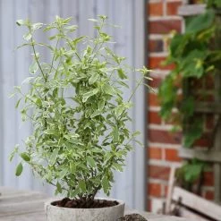 Bio Pfirsichsalbei, Topf-Ø 12 Cm, 3er-Set 11 Bio Pfirsichsalbei, Topf-Ø 12 Cm, 3er-Set -Gartenbedarf Verkäufe 1610200316 Blu Bio Pfirsichsalbei T12 3er Set Salvia greggii variegata 4 109602