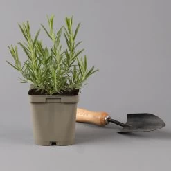 Grillkräuter Salbei, Rosmarin & Thymian, Topf 11x11 Cm, Inkl. Greenbar® -Gartenbedarf Verkäufe 1610300382 rosmarin Greenbar Grillkraeuter Kasten Anthrazit und 3Kraeuter t 122891