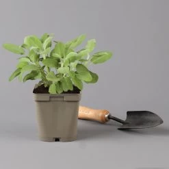 Grillkräuter Salbei, Rosmarin & Thymian, Topf 11x11 Cm, Inkl. Greenbar® -Gartenbedarf Verkäufe 1610300382 salbei Greenbar Grillkraeuter Kasten Anthrazit und 3Kraeuter t 122890