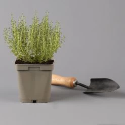 Grillkräuter Salbei, Rosmarin & Thymian, Topf 11x11 Cm, Inkl. Greenbar® -Gartenbedarf Verkäufe 1610300382 thymian Greenbar Grillkraeuter Kasten Anthrazit und 3Kraeuter t 122889