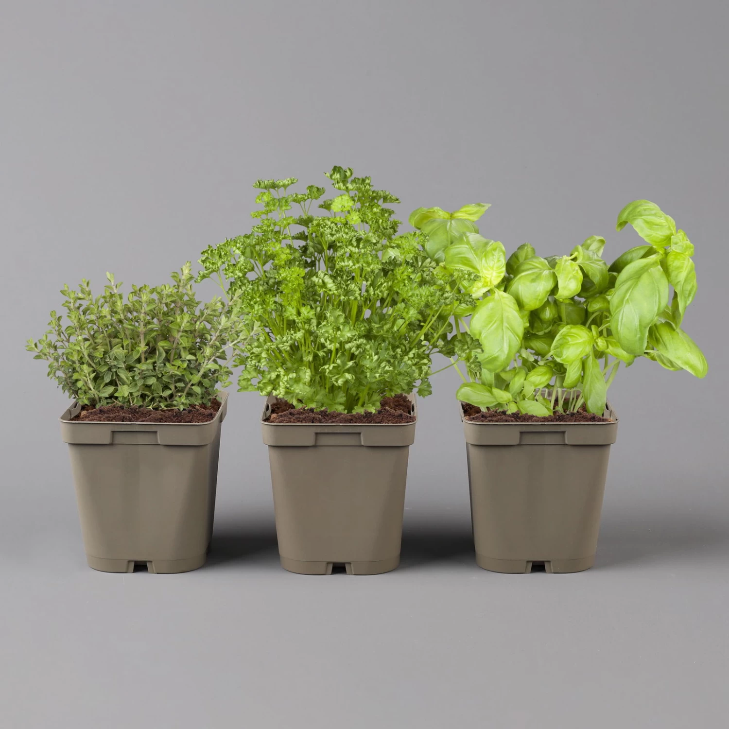 Küchenkräuter Basilikum, Oregano & Petersilie, Topf 11x11 Cm, Inkl. Greenbar® 2 Küchenkräuter Basilikum, Oregano & Petersilie, Topf 11x11 Cm, Inkl. Greenbar® – Bild 2