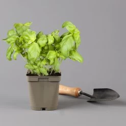 Küchenkräuter Basilikum, Oregano & Petersilie, Topf 11x11 Cm, Inkl. Greenbar® 14 Küchenkräuter Basilikum, Oregano & Petersilie, Topf 11x11 Cm, Inkl. Greenbar® -Gartenbedarf Verkäufe 1610300383 basilikum Greenbar Kuechenkraeuter Kasten Anthrazit und 3Kraeuter 122886