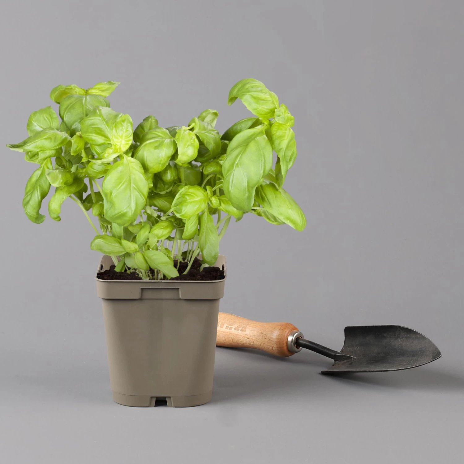 Küchenkräuter Basilikum, Oregano & Petersilie, Topf 11x11 Cm, Inkl. Greenbar® 5 Küchenkräuter Basilikum, Oregano & Petersilie, Topf 11x11 Cm, Inkl. Greenbar® – Bild 5