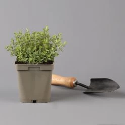 Küchenkräuter Basilikum, Oregano & Petersilie, Topf 11x11 Cm, Inkl. Greenbar® 13 Küchenkräuter Basilikum, Oregano & Petersilie, Topf 11x11 Cm, Inkl. Greenbar® -Gartenbedarf Verkäufe 1610300383 oregano Greenbar Kuechenkraeuter Kasten Anthrazit und 3Kraeuter 122885