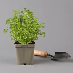 Küchenkräuter Basilikum, Oregano & Petersilie, Topf 11x11 Cm, Inkl. Greenbar® 12 Küchenkräuter Basilikum, Oregano & Petersilie, Topf 11x11 Cm, Inkl. Greenbar® -Gartenbedarf Verkäufe 1610300383 petersilie Greenbar Kuechenkraeuter Kasten Anthrazit und 3Kraeuter 122884