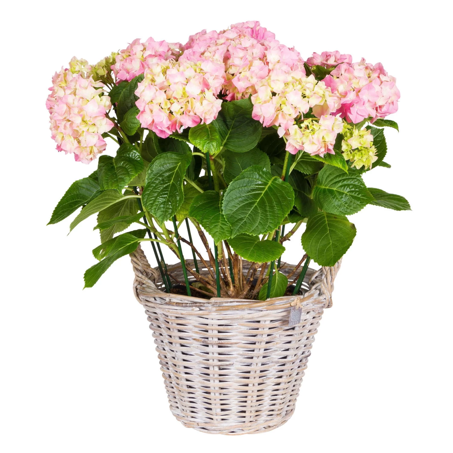 Pflanzkorb Aus Rattan Mit Folieneinsatz, Weiß, Ø 35 H: 25 Cm 2 Pflanzkorb Aus Rattan Mit Folieneinsatz, Weiß, Ø 35 H: 25 Cm – Bild 2