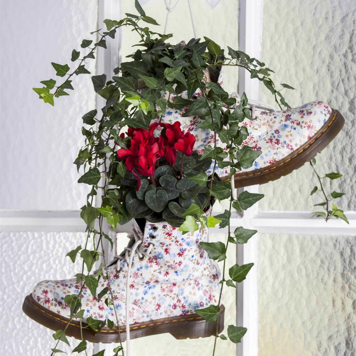 Alpenveilchen 'Outland', Rot/weiß, Topf-Ø 10,5 Cm, 6er-Set 6 Alpenveilchen 'Outland', Rot/weiß, Topf-Ø 10,5 Cm, 6er-Set – Bild 6