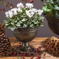 Alpenveilchen 'Outland', Rot/weiß, Topf-Ø 10,5 Cm, 6er-Set 10 Alpenveilchen 'Outland', Rot/weiß, Topf-Ø 10,5 Cm, 6er-Set -Gartenbedarf Verkäufe Cyclamen persicum weiss 69016