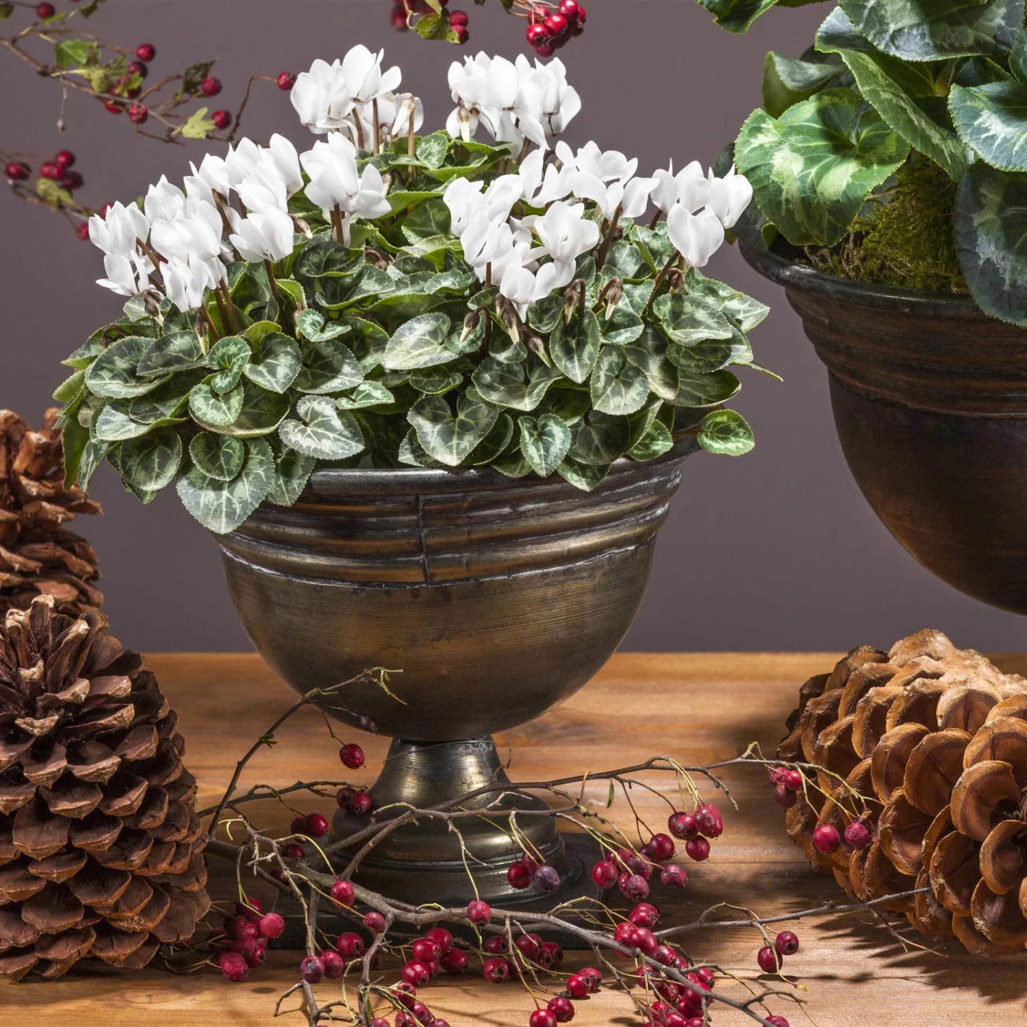 Alpenveilchen 'Outland', Rot/weiß, Topf-Ø 10,5 Cm, 6er-Set 3 Alpenveilchen 'Outland', Rot/weiß, Topf-Ø 10,5 Cm, 6er-Set – Bild 3