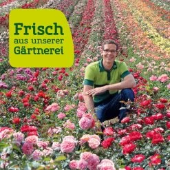Stammrose 'Käthchen Von Heilbronn'®, Edelrose, Stammhöhe 60cm Im 7,5 Liter Topf 20 Stammrose 'Käthchen Von Heilbronn'®, Edelrose, Stammhöhe 60cm Im 7,5 Liter Topf -Gartenbedarf Verkäufe Rosenfeld wenk 2000x2000 18