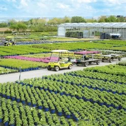 Tafeltraube 'Palatina®' 7 Tafeltraube 'Palatina®' -Gartenbedarf Verkäufe baumschule staudenproduktion blauerHimmel1 66062 34