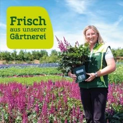 Kölle's Beste Pfingstrose 'Duchesse De Nemours' Weiß, 3 Liter Topf 8 Kölle's Beste Pfingstrose 'Duchesse De Nemours' Weiß, 3 Liter Topf -Gartenbedarf Verkäufe frau setz eigenproduktion 7