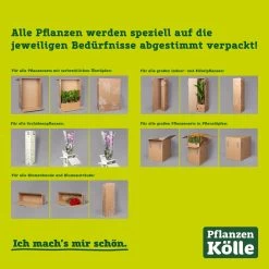 Sonnenblume 'Sunsation'® Gelb, Topf-Ø 12/13 Cm, 6er-Set -Gartenbedarf Verkäufe kartonagen pflanzenverpackung pflanzen koelle 1 126260 8