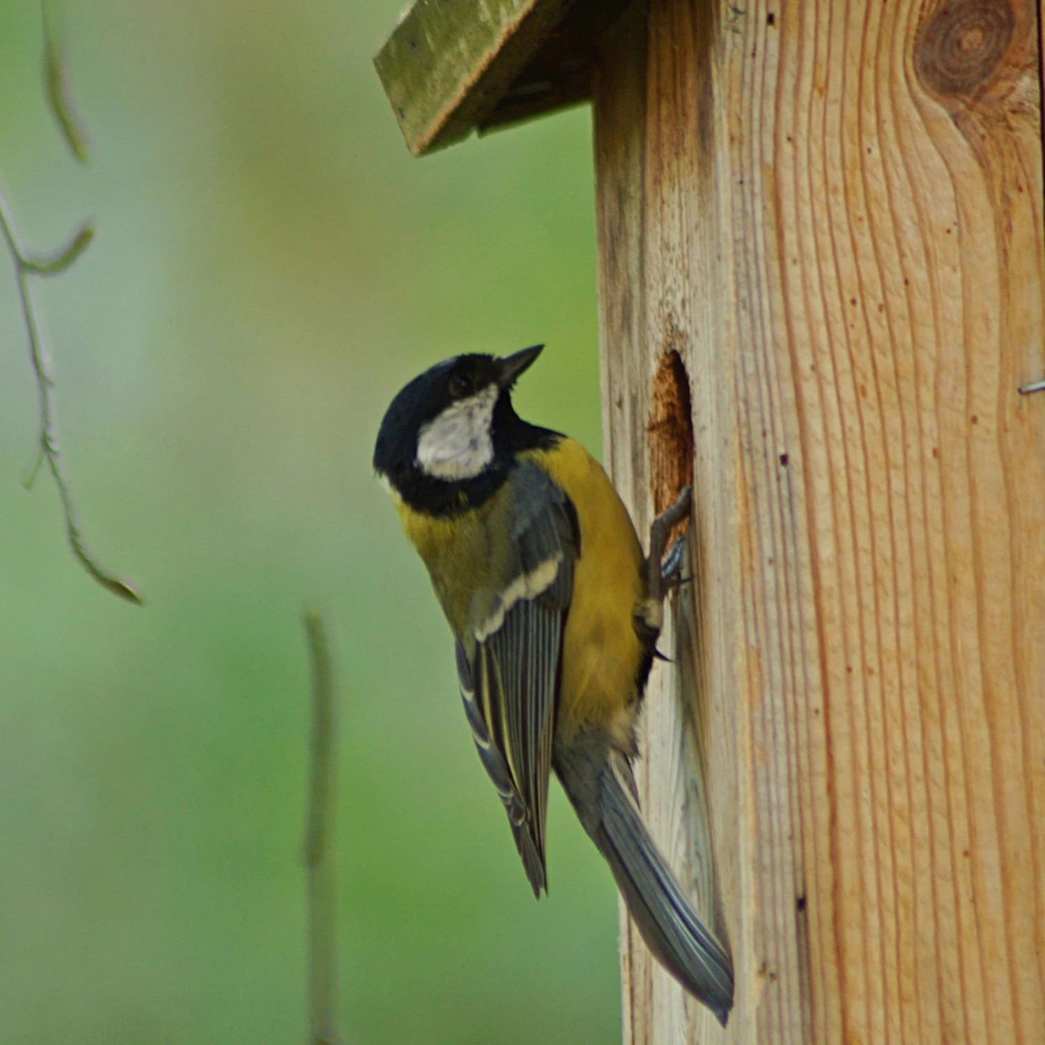 Nistkasten Zum Beobachten Aus Kiefernholz 2 Nistkasten Zum Beobachten Aus Kiefernholz – Bild 2