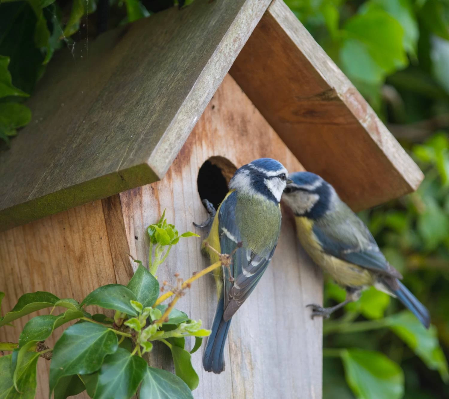 Nistkasten Für Blaumeisen 2 Nistkasten Für Blaumeisen – Bild 2